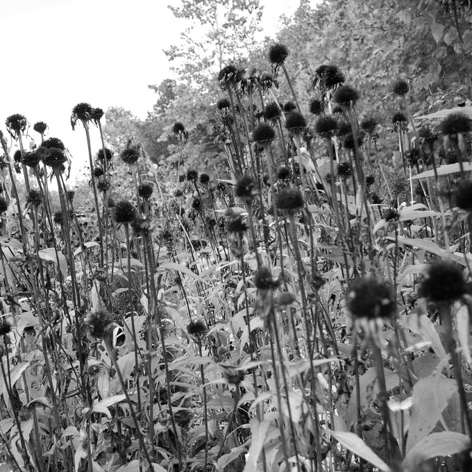Echinacea Seed heads Oct 11 2017 a