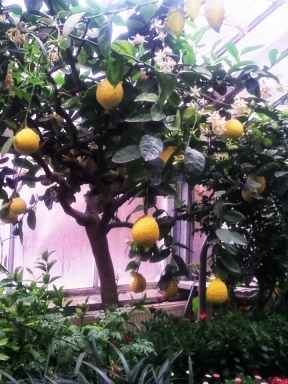Lemon Tree in Allan Gardens March 7 2018