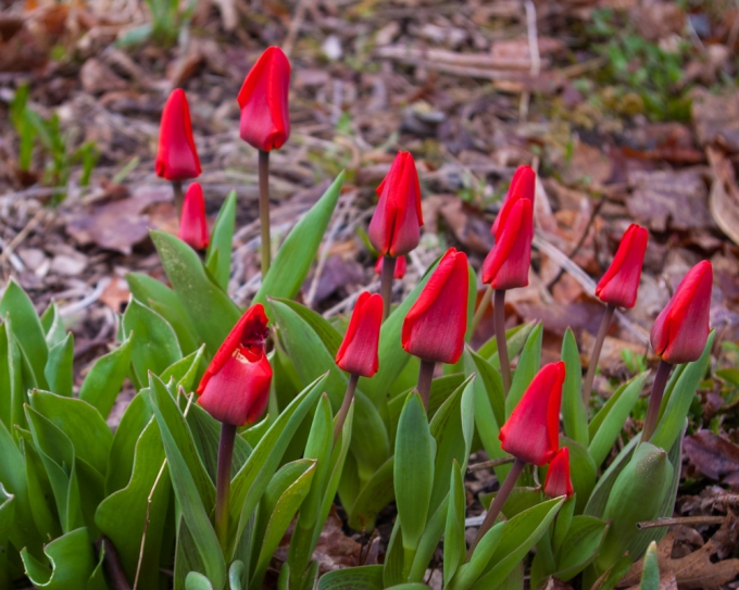 Red Tulips April 28 2018