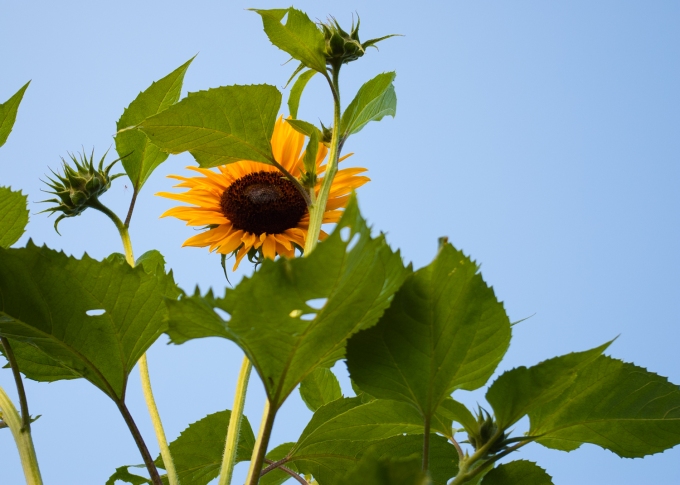 2a Island July 28 2018 - sunflowers starting to bloom