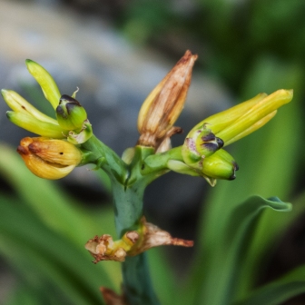deformed daylily flower buds July 6 2018