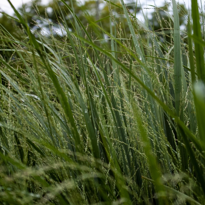 ornamental grasses Aug 18 2018