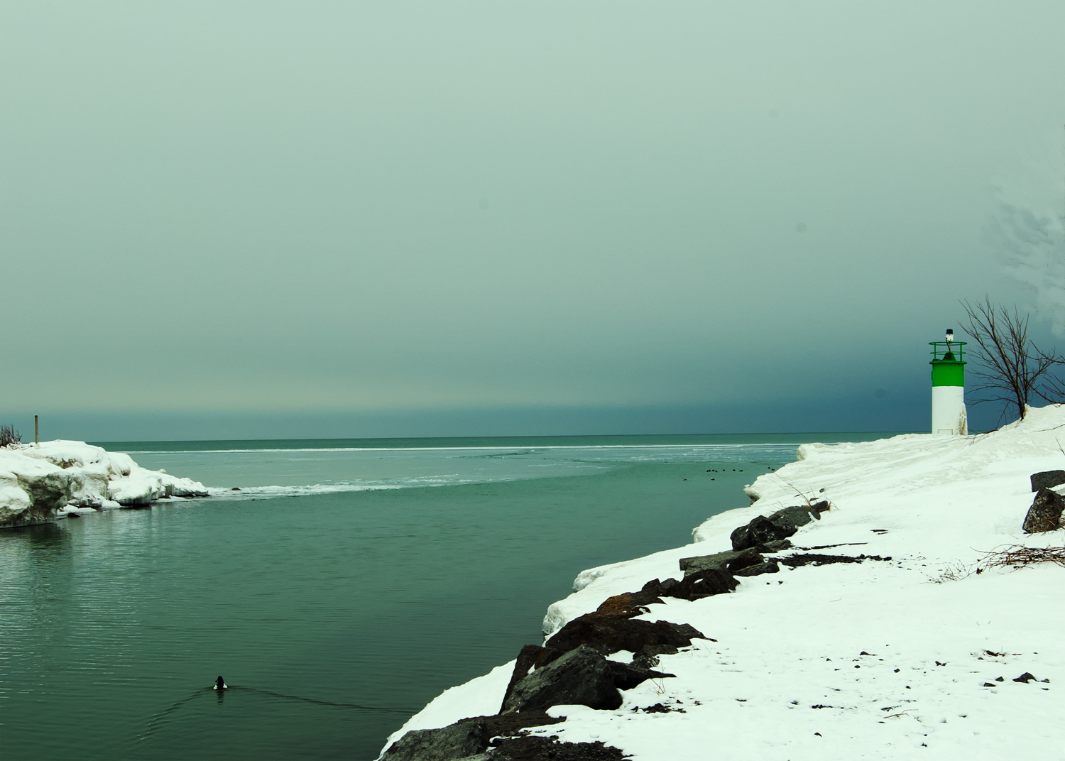 A lone duck swimming up a channel leading to Lake Ontario in winter, snowbanks on shore, a lighthouse with a green stripe in the background.  Dark blue skies.