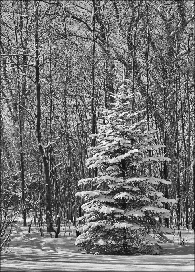 Black and white photo of a 15 foot tall blue spruce tree, branches covered in snow, in the morning sunlight.